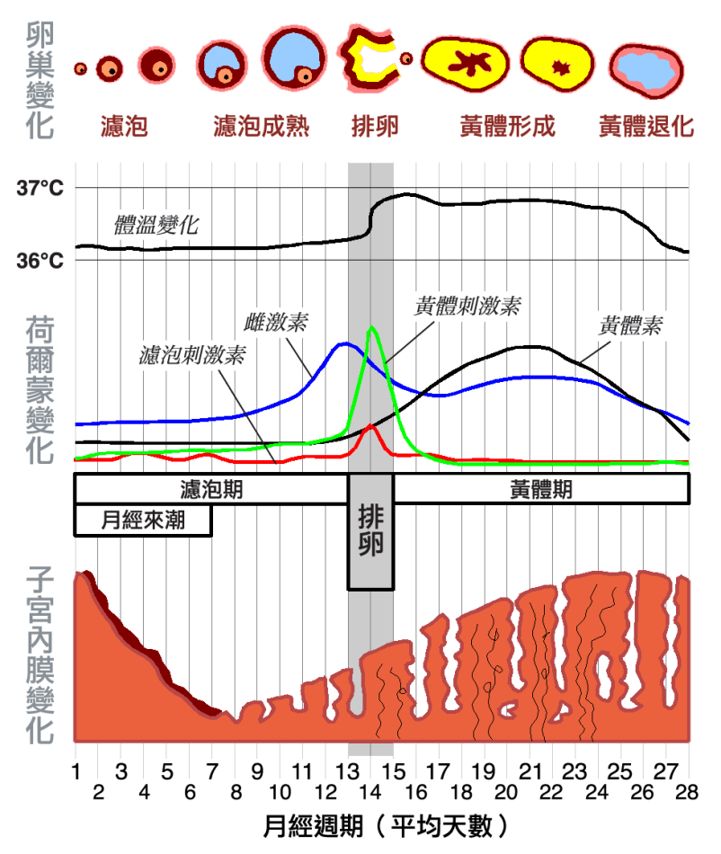 来月经代表一个月心情，从生理波动到情感变化的深度解析