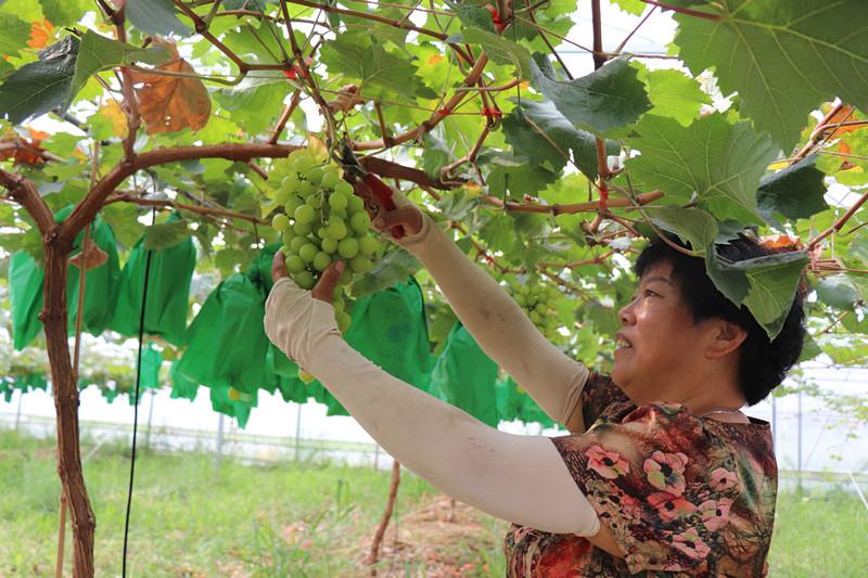 江苏农业科技大学是几本？深入解读一所农业科技强校的办学实力与特色