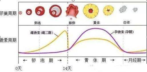 上个月8号来月经，这个月几号会来？解读月经周期的奥秘