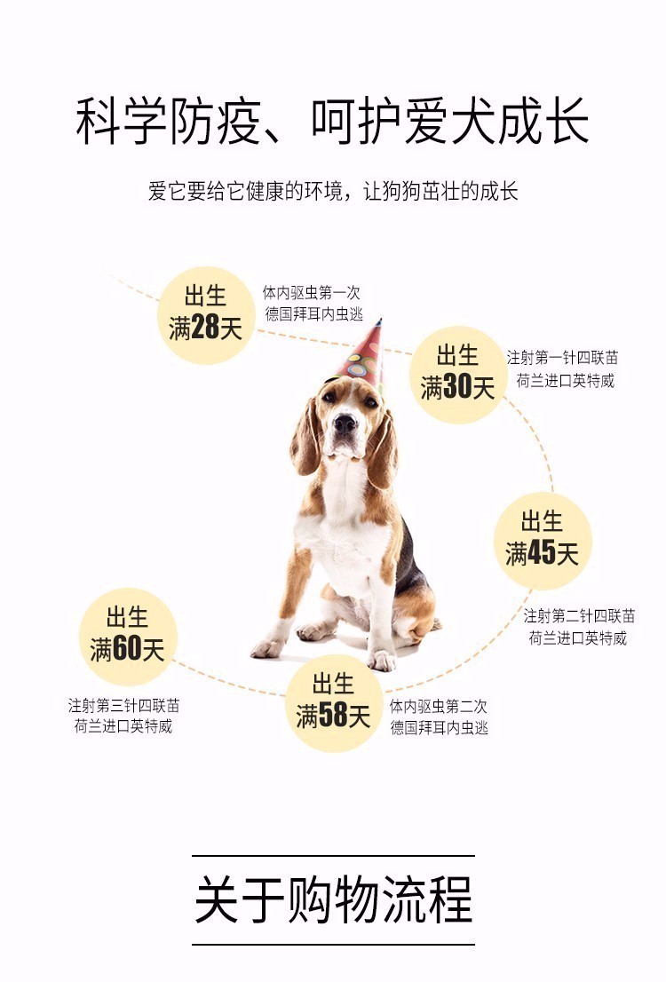 澳门犬类健康知识普及，两个月狗狗的温度管理