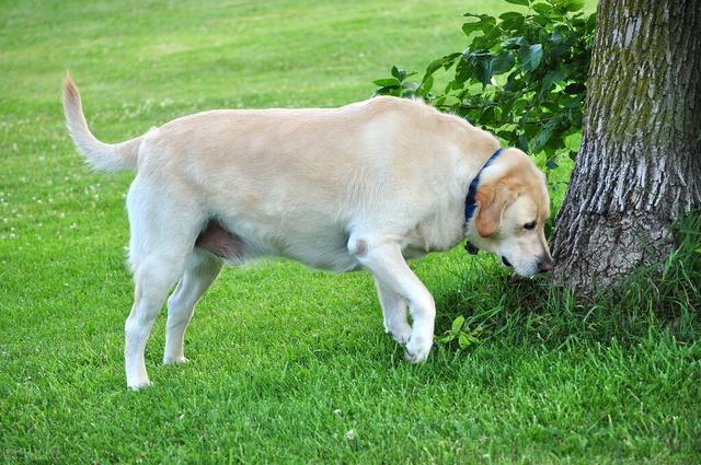 拉布拉多犬的性成熟时间与成长过程解析