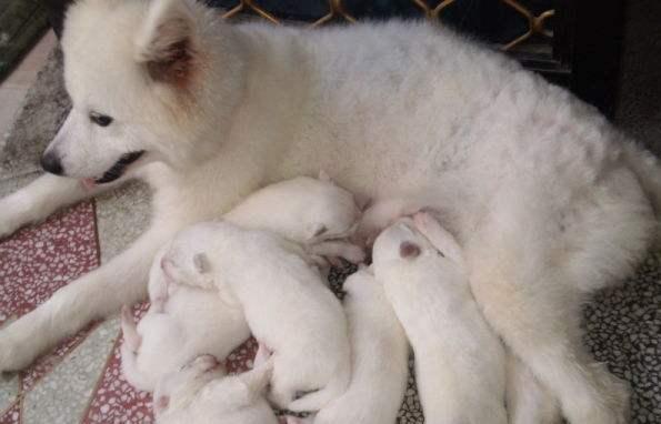 萨摩耶犬一个月养护指南，新生宠物的幸福起点